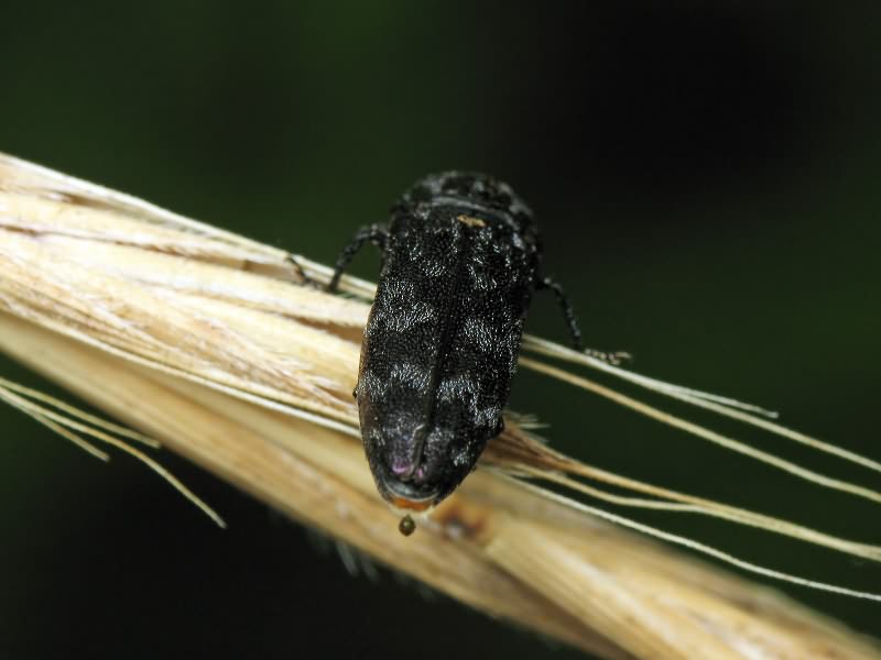 Coraebus rubi (Linnaeus, 1767)